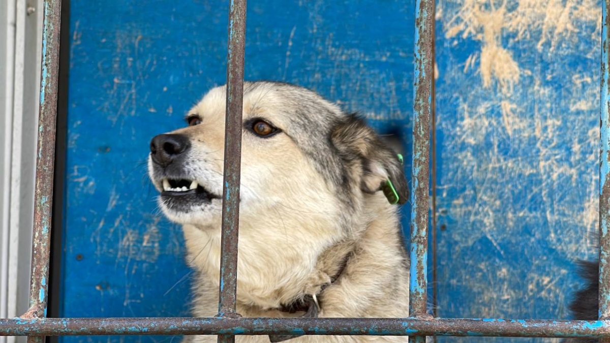 В Казани сто бездомных собак обрели хозяев ИА SM-News Тюмень